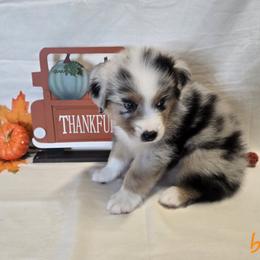 Boy 1 - Blue merle male Australian Shepherd puppy in Lakeland, Florida from Diamond P Australian Shepherds