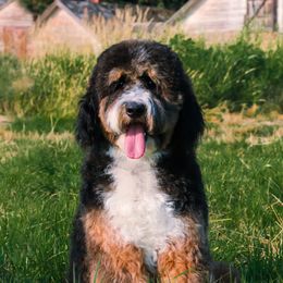 Bárli - Bernedoodle