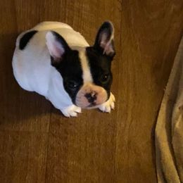 French Bulldog Puppies from Color Me Pied Frenchies