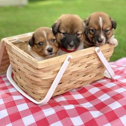 Border Collie and English Shepherd Puppies from Kefi Collie Co