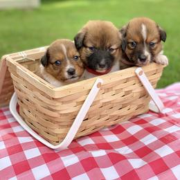 Border Collie and English Shepherd Puppies from Kefi Collie Co