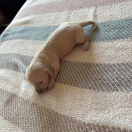 Marley - Cream female Dachshund puppy in Summit, South Carolina from Doxies4Paws