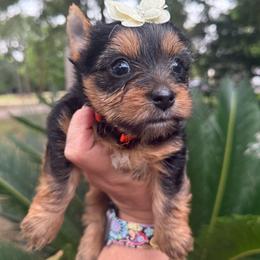 Dia - Black and tan female Yorkshire Terrier puppy in Tangipahoa County, Louisiana from Riche’ Louisiana Yorkies