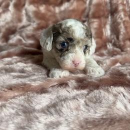 Precious - Merle female Cavapoo puppy in Knoxville, Tennessee from Rocky Top Cavapoos