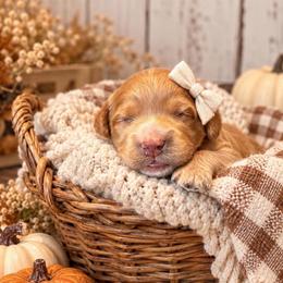 Tayter - Red  female Goldendoodle puppy in Atwood, Oklahoma from Luxe Doodle Haven