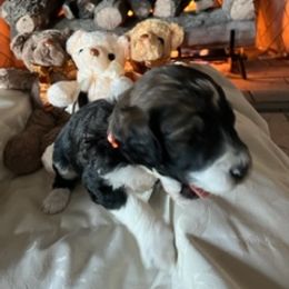 Boy 1 - Brown and white Saint Berdoodle puppy in Idaho from Oodles of Doodles, LLC