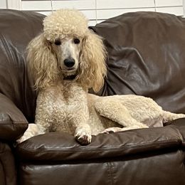 Poodles from Alexander’s Standard Poodles