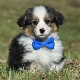 Cuddly Fluffy Male - Black and tan male Pembroke Welsh Corgi puppy in Kansas City, Missouri from Willow Creek Corgis