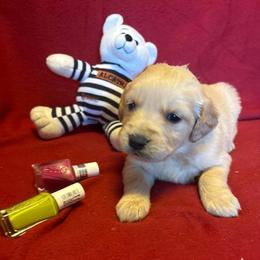 Rinser - Golden female Golden Retriever puppy in Grant County, Indiana from On The Sunny Side Pavey Farms