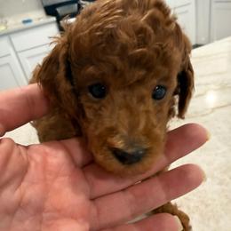 Akc Red Male - Red  male Poodle puppy in Dade City, Florida from Oodles of poodles LLC.