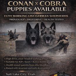 German Shepherd puppies from Vom Haus Denfors K9 - Working German Shepherds