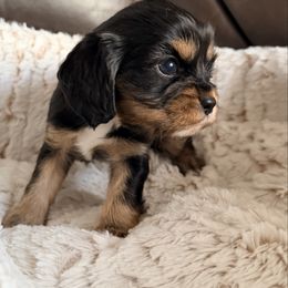 S'mores - Black and tan male Cavalier King Charles Spaniel puppy in De Soto, Missouri from Blooming Cavaliers