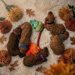 Boy 1 - Red  male Poodle puppy in Mc Henry, Illinois from Sunset Maple Poodles