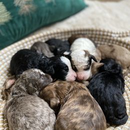 Bernedoodle, Cavapoo, and Goldendoodle Puppies from Doodle Amore