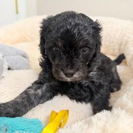 Licorice - Black male Cavapoo puppy in Spokane, Washington from PJE Cavs and Poos