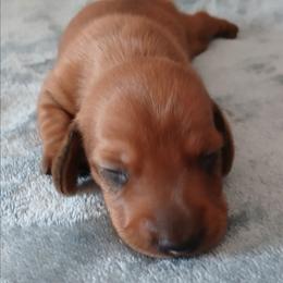 Red boy - Red male Dachshund puppy in Cedar Rapids, Iowa from Paulassillydogs