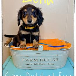 Zena - Black and cream female Dachshund puppy in Cincinnati, Ohio from Caines Dachshund Farm
