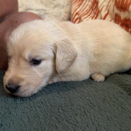 Mr. Orange - Golden male Golden Retriever puppy in Vesuvius, Virginia from South River Retriever's