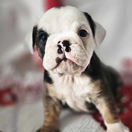 Bulldogs and Dachshunds from A & J Miniature Dachshunds & Bulldogs