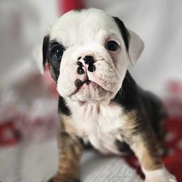 Bulldogs and Dachshunds from A & J Miniature Dachshunds & Bulldogs