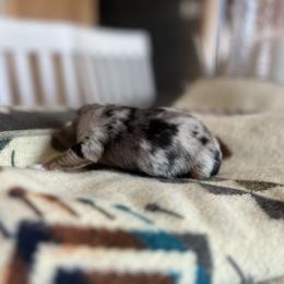 Chalupa - Blue merle female Miniature Australian Shepherd puppy in Bethany, Illinois from Rachel at Marrowbone Creek Aussies