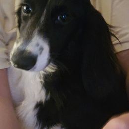 Elian - Black male Dachshund puppy in Willard, Utah from Simply Sharing Love