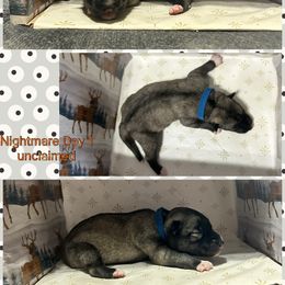 Nightmare - Agouti and white male Siberian Husky puppy in Canton, Ohio from Bleu Skies Siberian Huskies