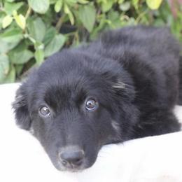 Neville - Black tri-color male Australian Shepherd puppy in Hillsboro, Ohio from Sugar Grove Farms