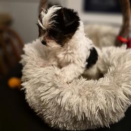 Yorkshire Terrier Puppies from Letterman Yorkies