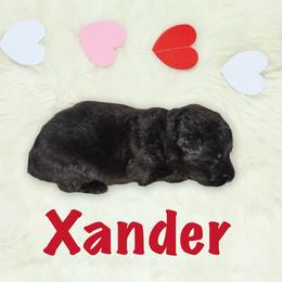 Xander - Black male German Shepherd puppy in Graham, Washington from Wildeflecken Shepherds