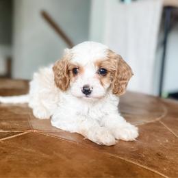 Copper - Blenheim male Cavapoo puppy in Saint George, Utah from Fitzdoodles