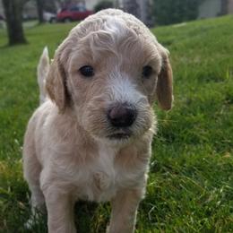 Goldendoodle Puppies from Masondixondoodles