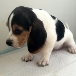 Start - Black tan and white male Beagle puppy in Peculiar, Missouri from At home
