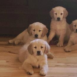 Goldendoodles from Milligan Valley Goldens & Doodles