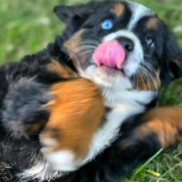 CLARA - Black female Companion Cross puppy in Viking, Minnesota from Son Shine Farm
