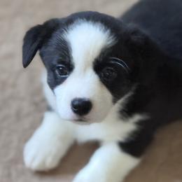 Yellow Collar - Black and white female Cardigan Welsh Corgi puppy in Grants Pass, Oregon from Rockin’ DA Corgis & Critter Transport LLC