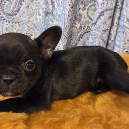 Cindy - Brindle female French Bulldog puppy in Capitol Heights, Maryland from Heritage Bully Co.