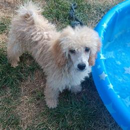 Girl 1 - female Poodle puppy in Westminster, Massachusetts from APAW Poodles