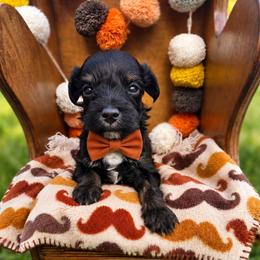 Biscuit- can Christmas hold - male Cavapoochon puppy in Bullard, Texas from Cavapoochon Central LLC