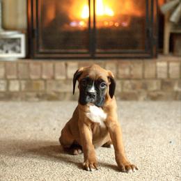 Curtis Loew - Fawn male Boxer puppy in Georgia from Stephanie’s Boxers