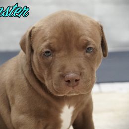 American Bully puppies from BURI Bull Kennels