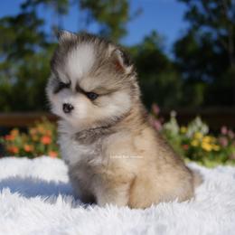 Marielle - Gray and white female Pomsky puppy in Loxahatchee, Florida from Cardinal Point Pomskies