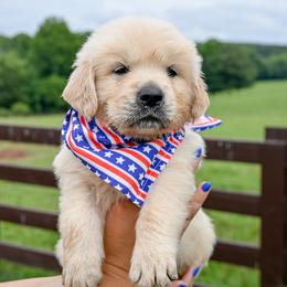Dixie - Light golden male Golden Retriever puppy in Fair Play, South Carolina from Down South Goldens