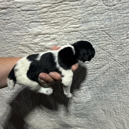 Honey Crisp - Black and white female German Wirehaired Pointer puppy in Mora, Minnesota from Reinberg Kennel