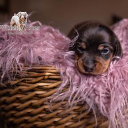 Damon - Dapple male Dachshund puppy in Iola, Texas from Whiskey River Dachshunds
