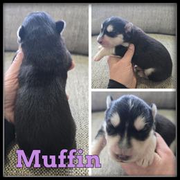 Muffin - Black and white female Siberian Husky puppy in Wheeler, Michigan from Haase Family Kennels
