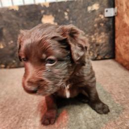 Purple Girl - White and red female Border Collie puppy in Shelbyville, Tennessee from C Horns Ranch Border Collies