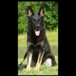 Kimber - German Shepherd