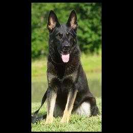 Kimber - German Shepherd