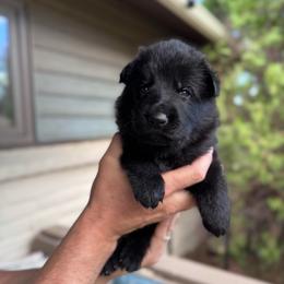 Male - Black male German Shepherd puppy in Windsor, Colorado from German Shepherds
